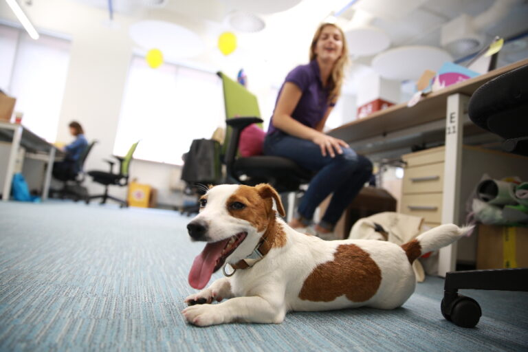Poptávka po pet-friendly kancelářích stále roste
